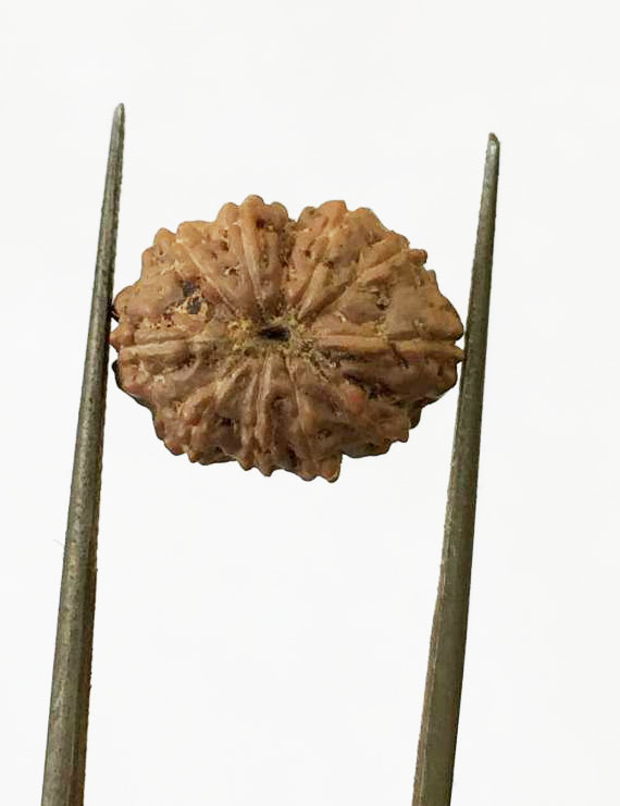 11 Mukhi Indonesia Certified Rudraksha size - 14.50mm